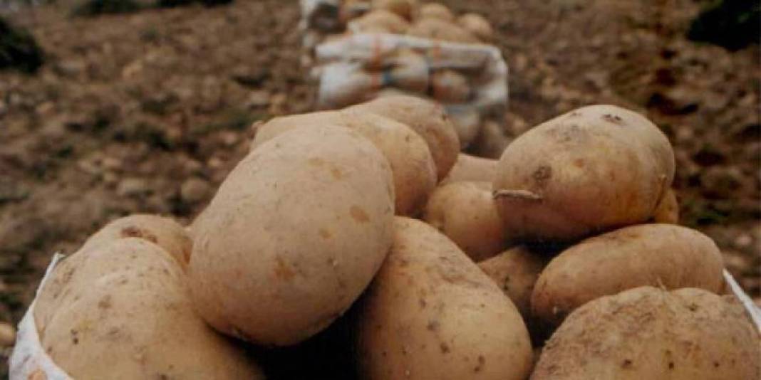 Patatesler bozulmadan aylarca dayanıyor! Ne filizlenme ne de küf: Doğru saklama yöntemiyle tanışın! 6